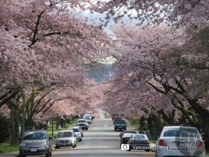 Vancouver Cherry Blossom Festival1
