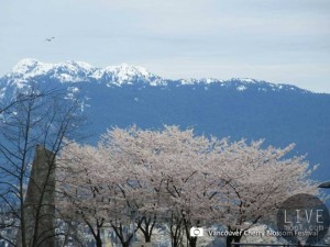 Vancouver Cherry Blossom Festival2