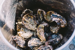 Oysters, Bruny Island, TAS
