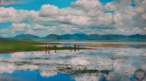 圣湖尕海  国家级自然保护区