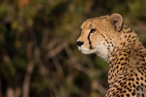 ulusaba-cheetah